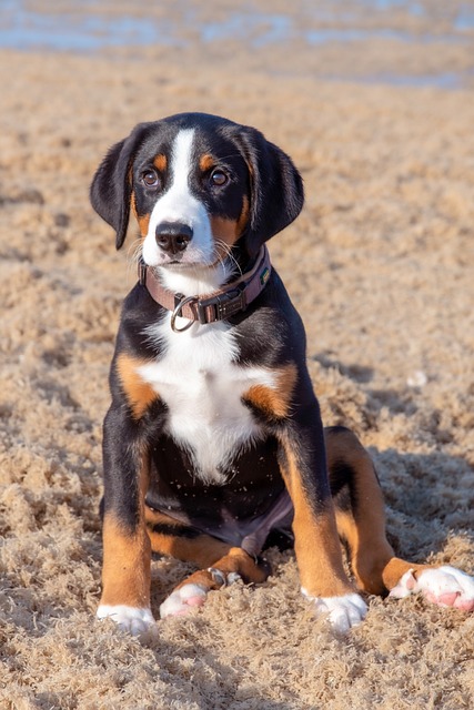 Tricolor puppy sitting on a sandy beach, wearing a brown collar.